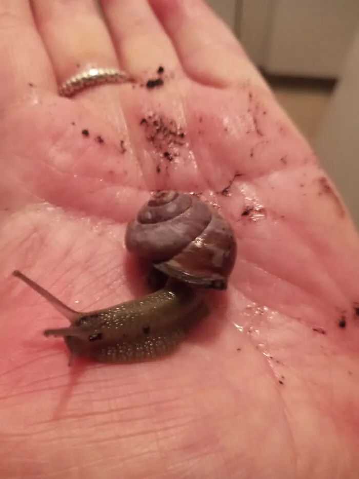 My "Exotic" Pet Snail Atticus