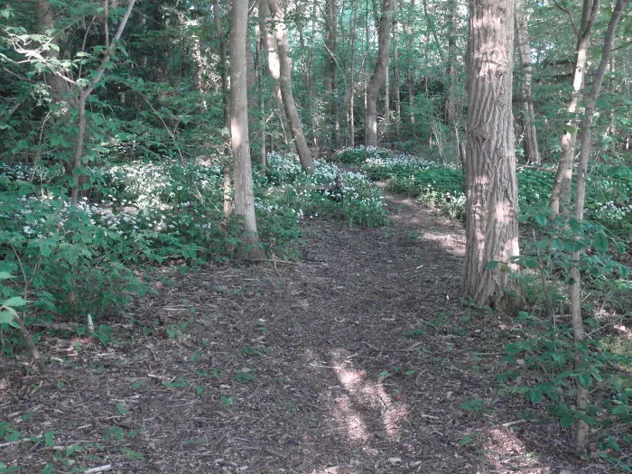 From Our "Back Yard" Which Is A Little Peace Of Woodland. My Husband Planted Af Few Blocks Of Wild Garlic And The Seem To Like It Here.