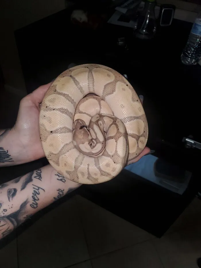 🐍🐍🕷️ This Boy Is Much Bigger Now!