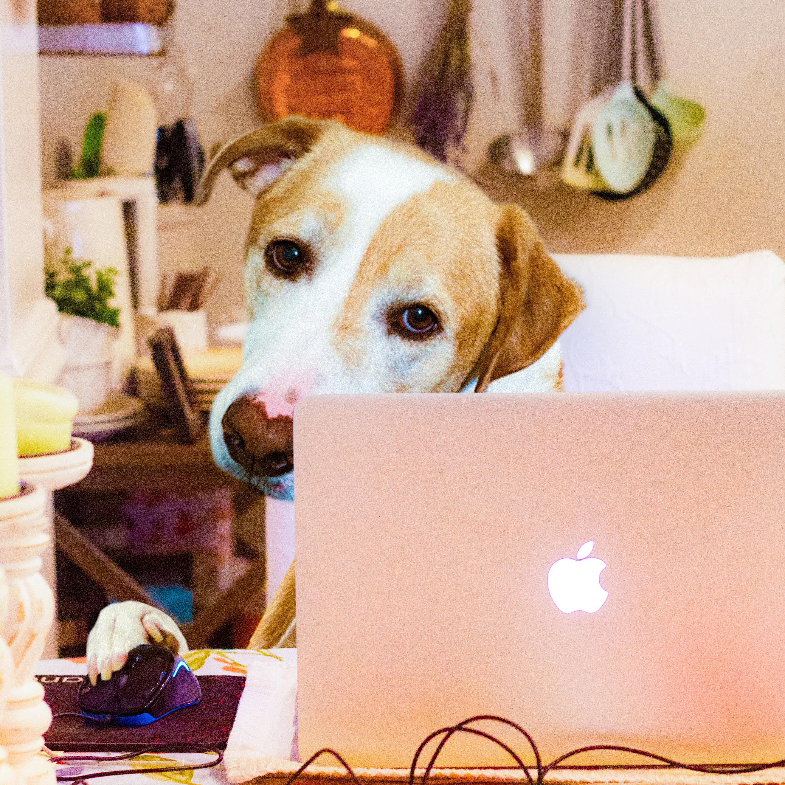 I Taught My Dog How To Use Photoshop. Here's What Happened.