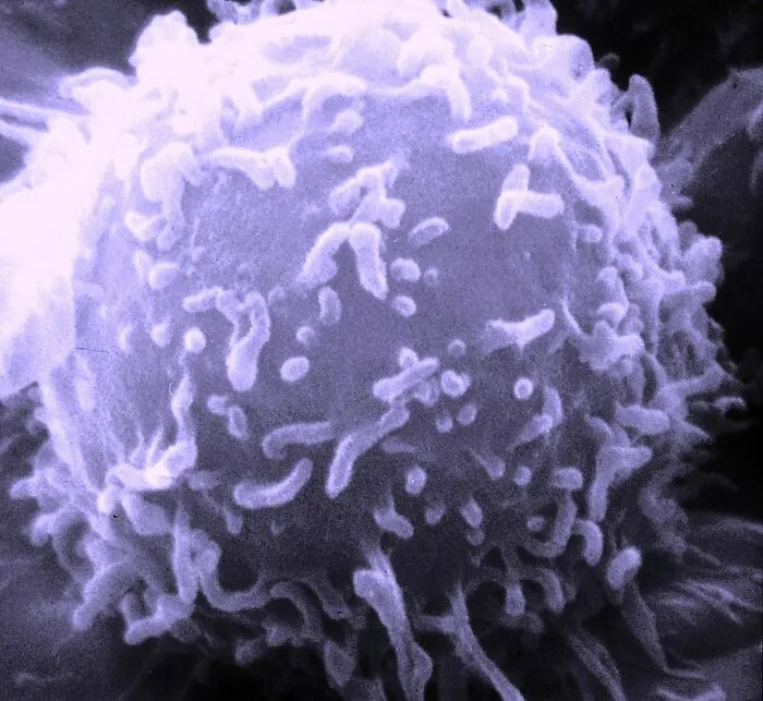 Close-up microscopic image showing a detailed human cell structure with disturbing features of human bodies.