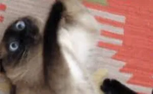 Hey Pandas, Post A Picture Of Your Cute And Derpy Pets (Closed)