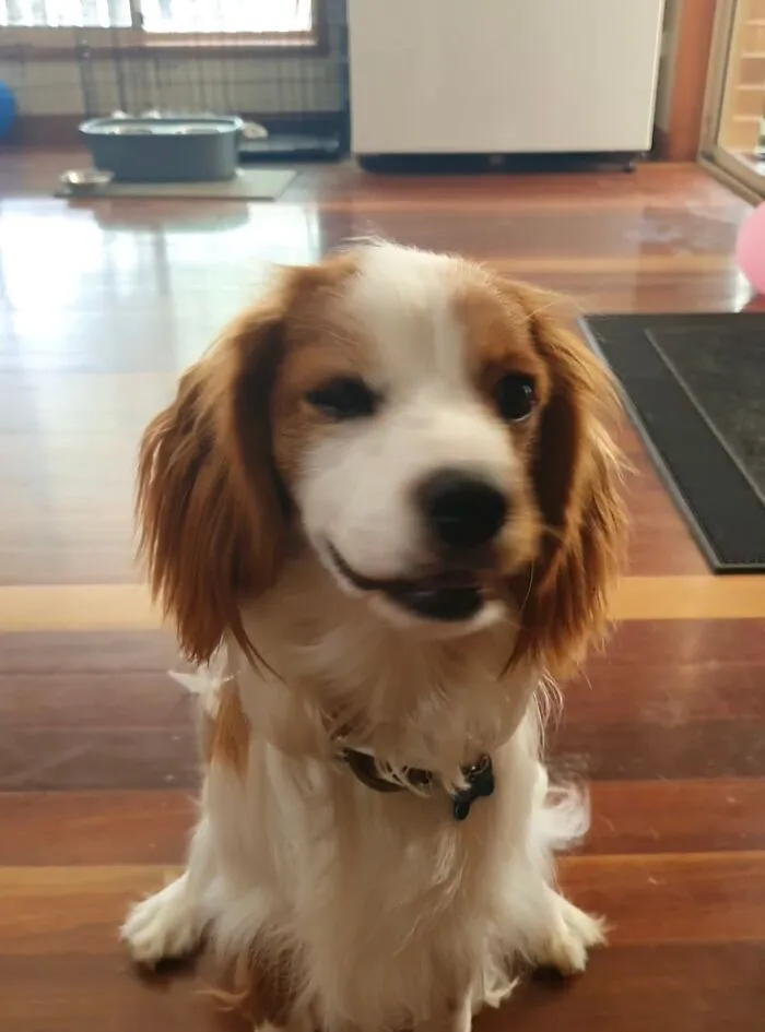 Pintos Funny Face