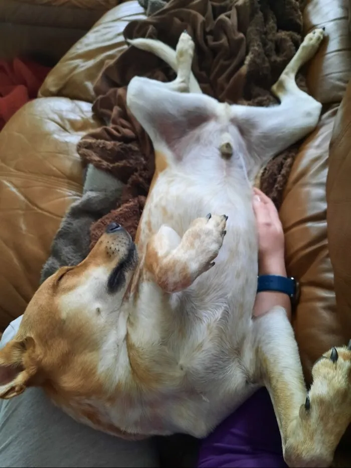 This Is Mars And He Loves To Sleep Like This.