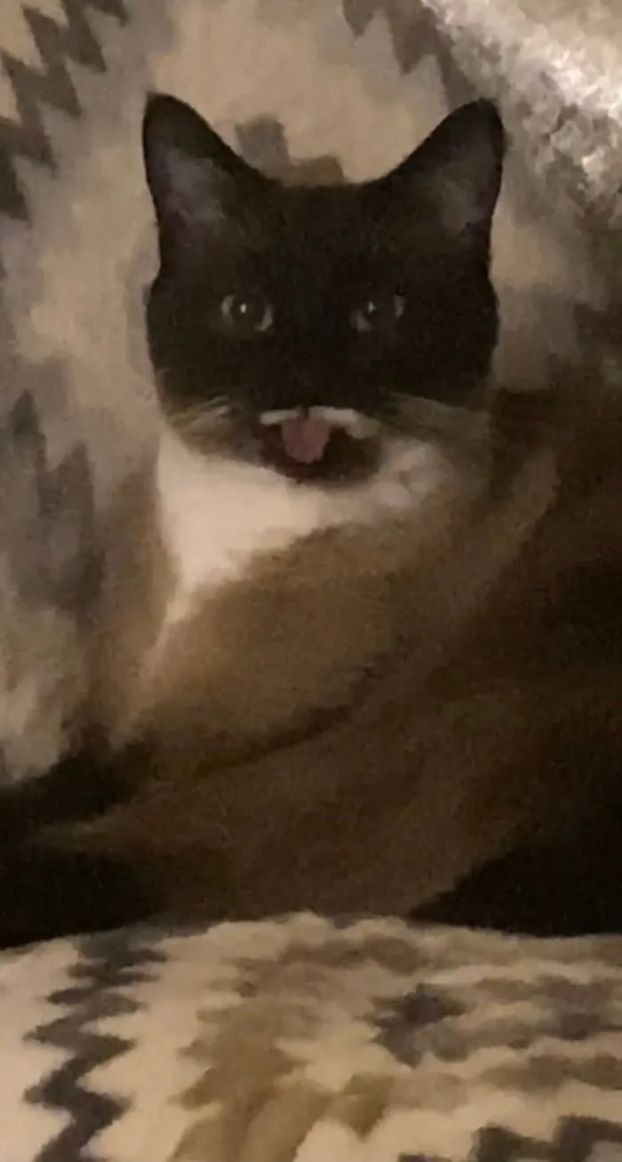 Out Of All The Cats I've Had, He Is The One With The Most Personality. Say Hello To Jerry :)