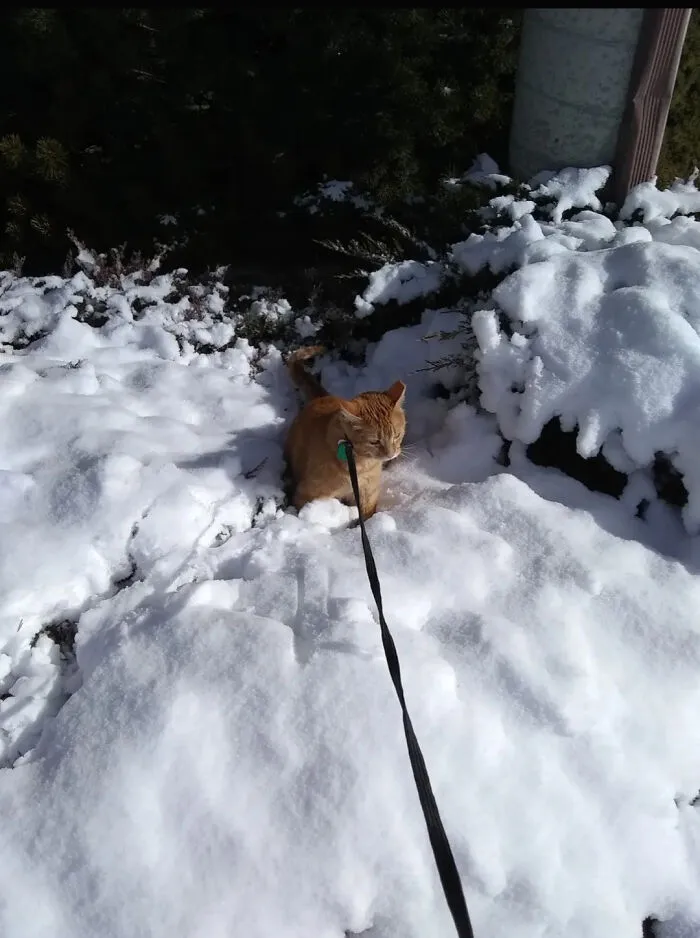 Leeta In The Snow