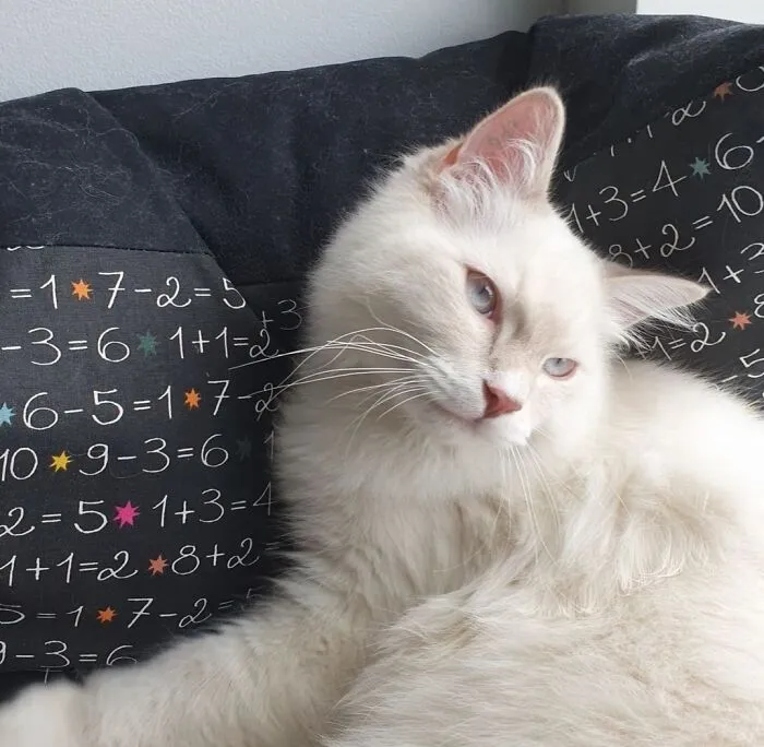 Emil The Ragdoll