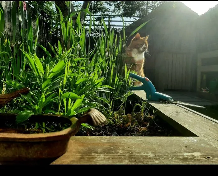 ° . . .  And We've Got To Get Ourselves Back To The Garden | Cat • Juul | □ ▪︎