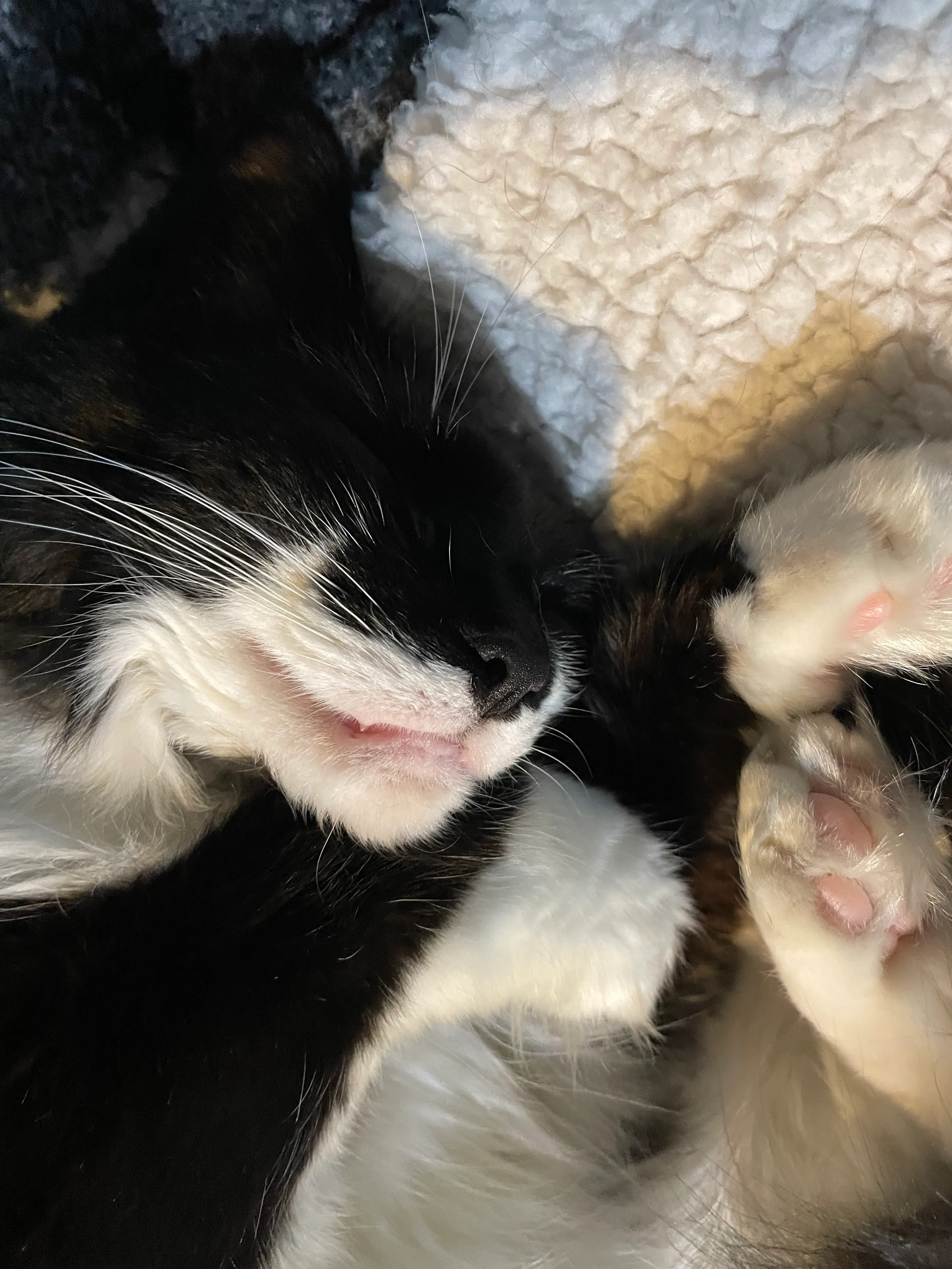 Sleepy Kitties