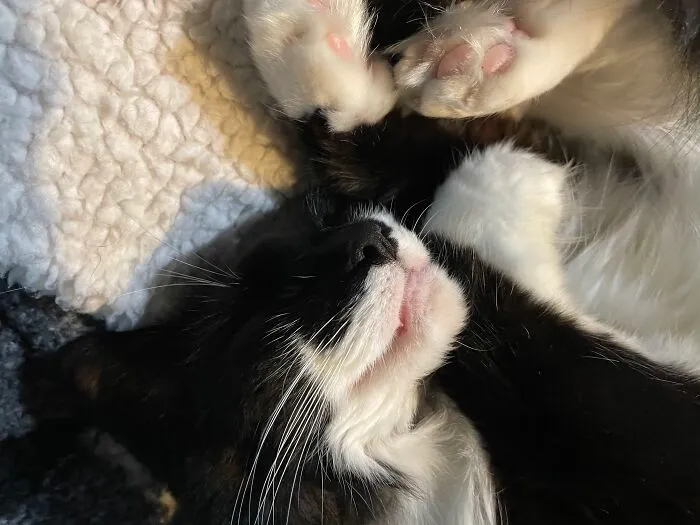 Sweet Dreams