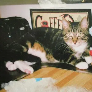 BadCat