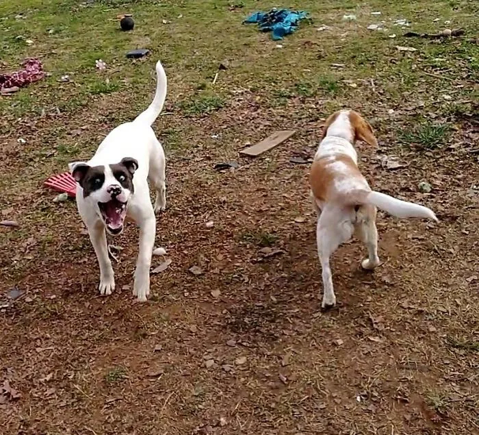After Destroying The Yard Bubbles