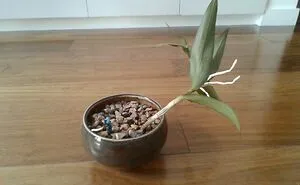 Hey Pandas, Share A Picture Of Your Plants (Closed)