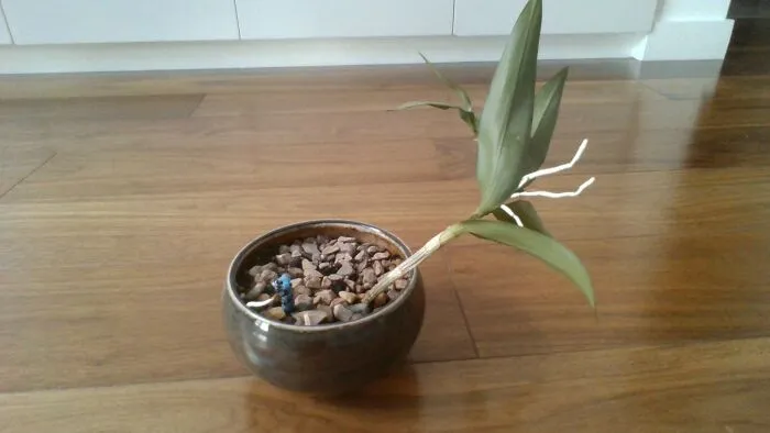 My Wild Orchid