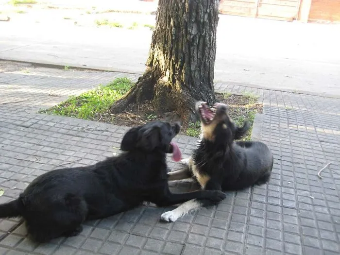 My Dog And Her Best Friend, Having A Chat.