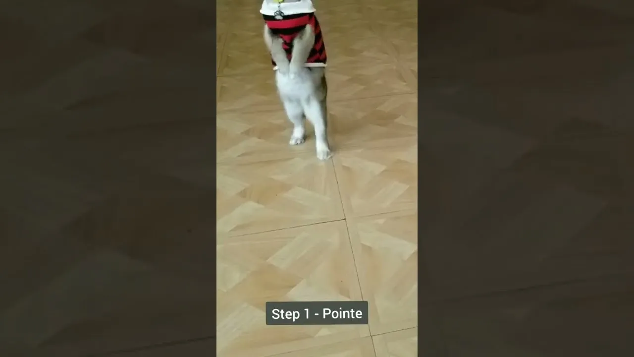 Bunny Dancing Ballet