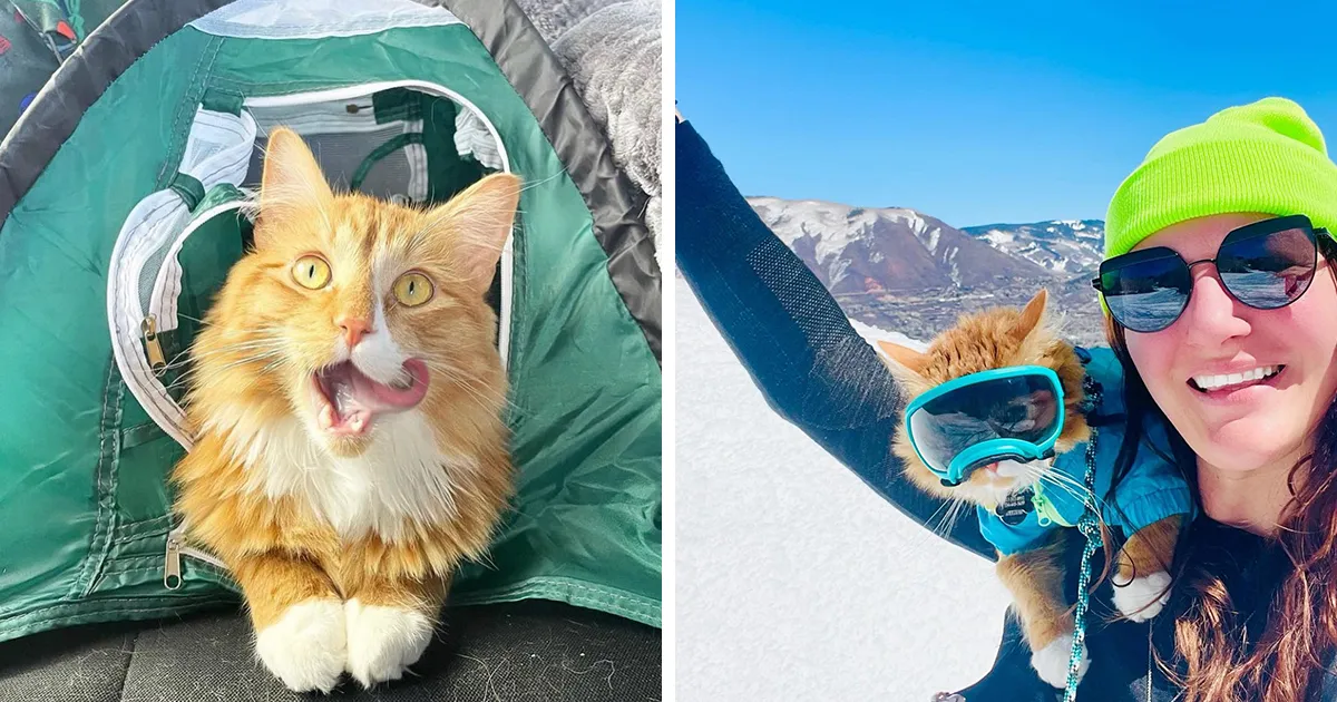 A este gato naranja le encanta vivir todo tipo de aventuras y hacer sonreír a todos los que conoce