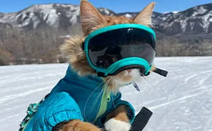 This Orange Cat Loves To Go On All Kinds Of Adventures And Brings A Smile To Everyone He Meets