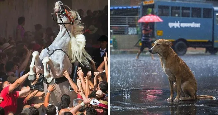 Here Are The 30 Most Jaw-Dropping Animal Photos, As Shared By "The Decisive Moments Magazine"