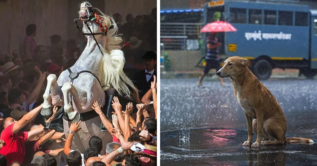 30 Impresionantes fotos de animales compartidas por la revista Decisive Moments