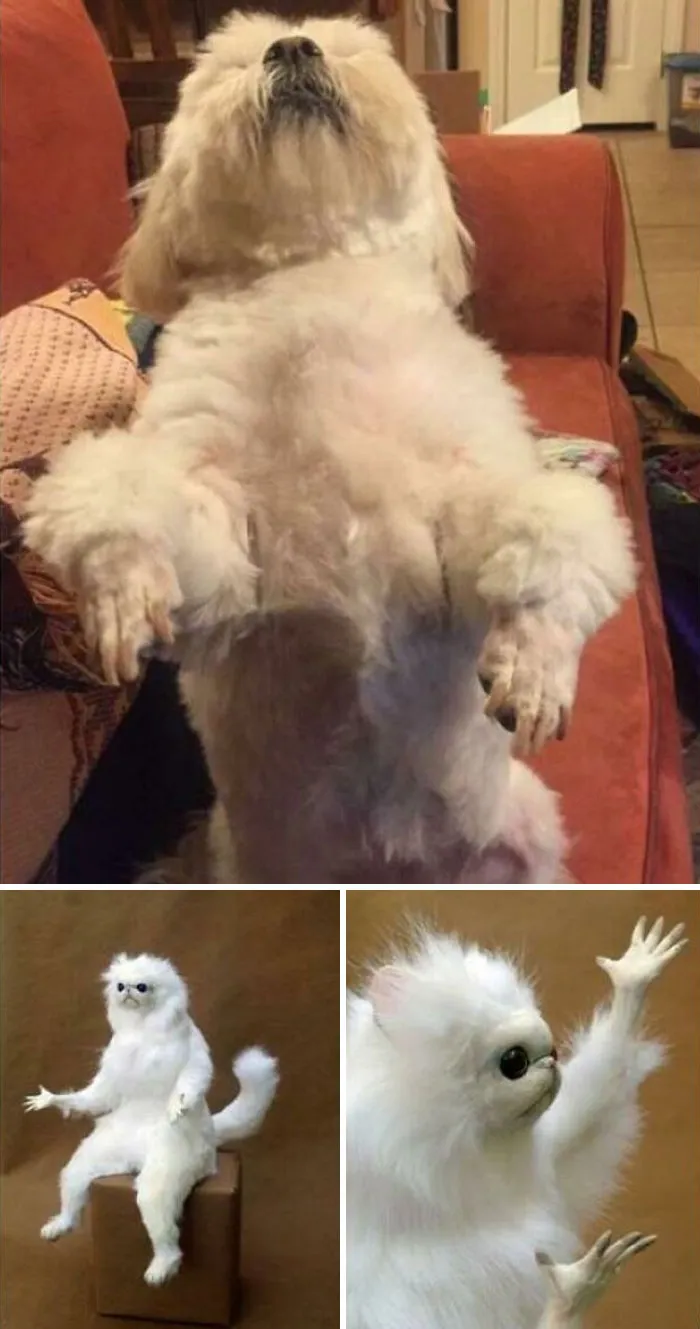 Le pedí al peluquero que le cortara el pelo de las patas más corto esta vez