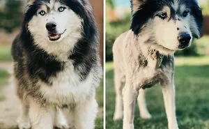 50 Bad Pet Haircuts That Should’ve Never Been Done