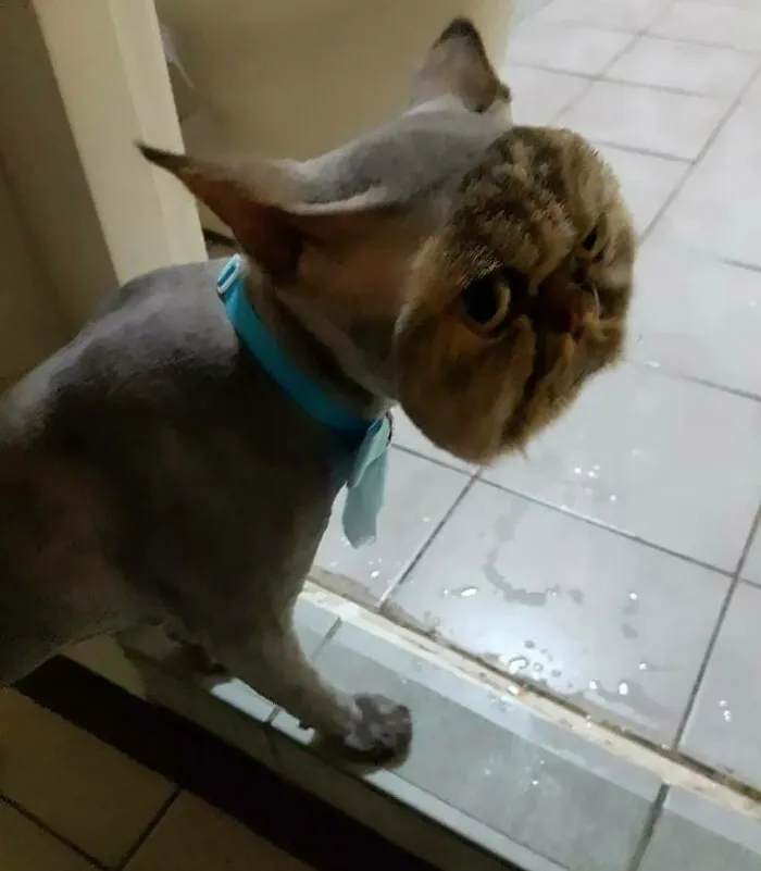 Este gato totalmente afeitado... Excepto la cara