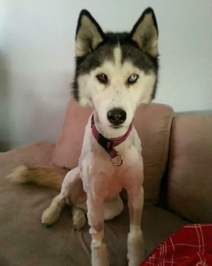 El Husky de mi amigo después de la tercera vez que tuvo que ser afeitado por una garrapata. Ahora se niega a tomar las golosinas del veterinario
