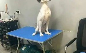 50 Bad Pet Haircuts That Should’ve Never Been Done