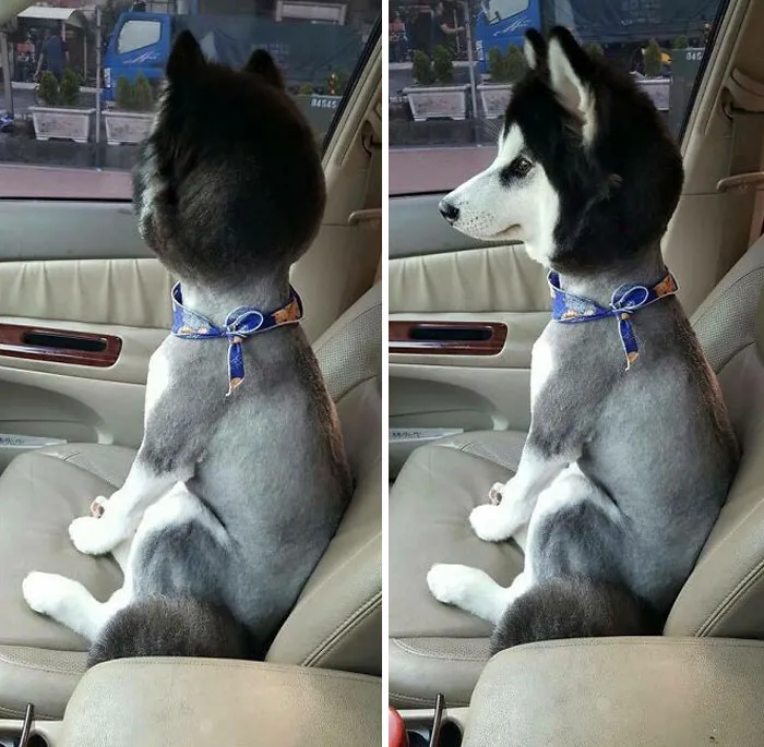 Este perro parece llevar una máscara