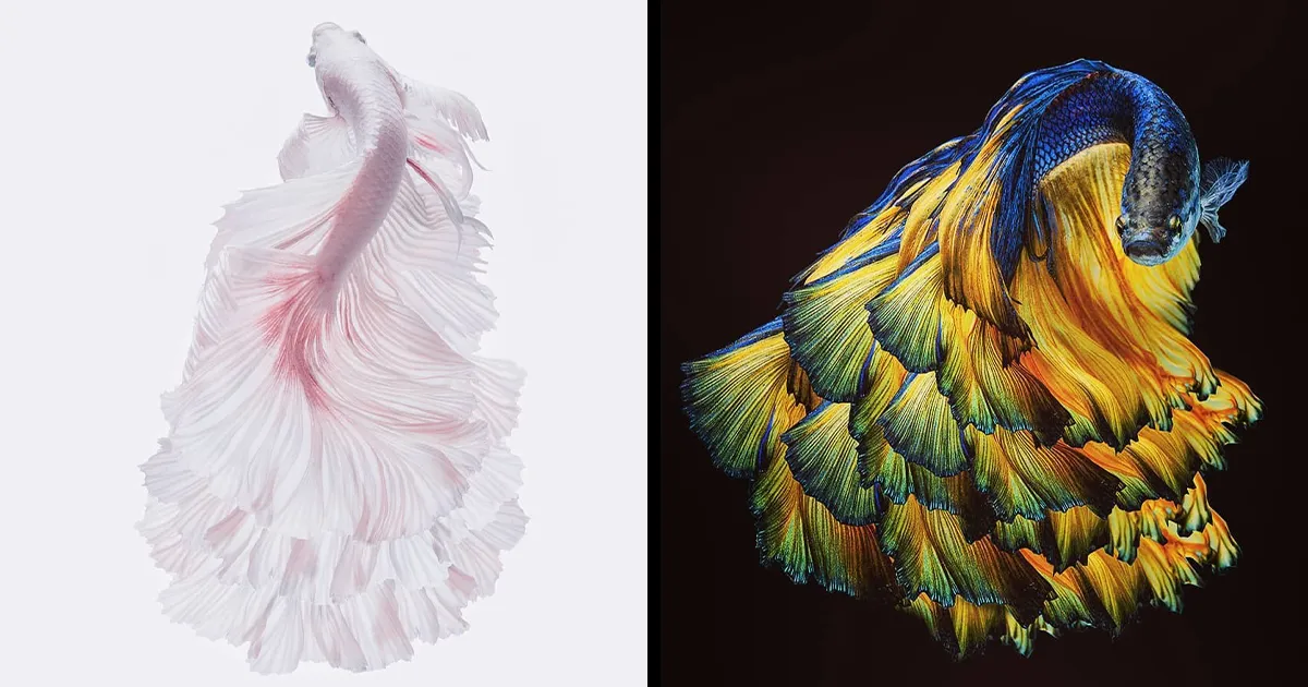 Hago fotos a peces Betta con todo tipo de patrones y colores (35 imágenes)