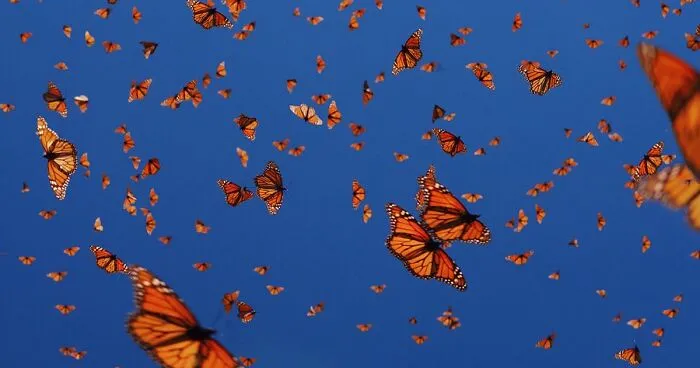 I Went To The Monarch Butterfly Biosphere Reserve In Mexico, And Here Are 23 Pictures I Took