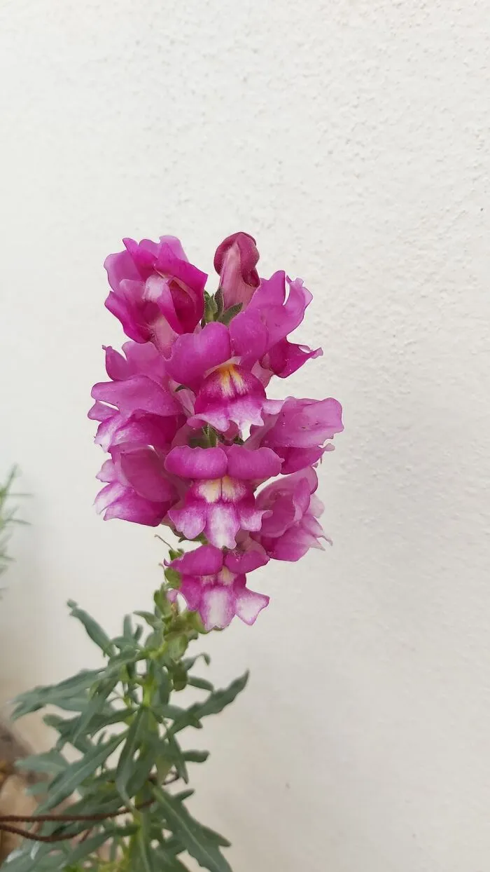 My Snapdragon!