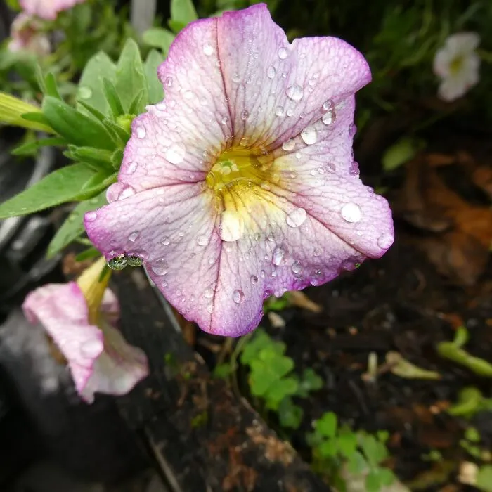 I Took This Photo Of This Little Pretty While Playing Around With My New Camera Yesterday.
