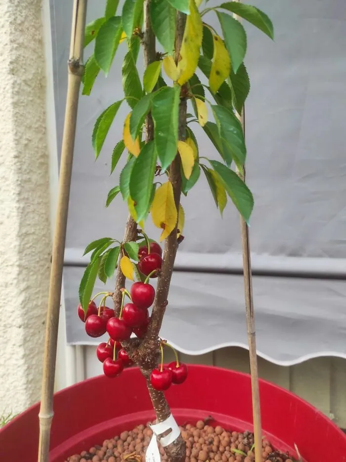 Our Little Cherry Tree