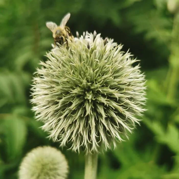 Buzzzzz