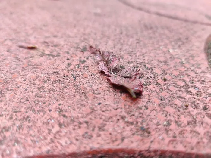 Camouflage