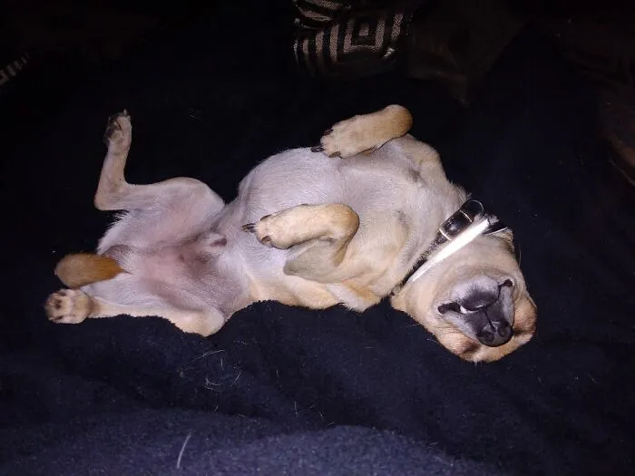 Spikey Sleeping
