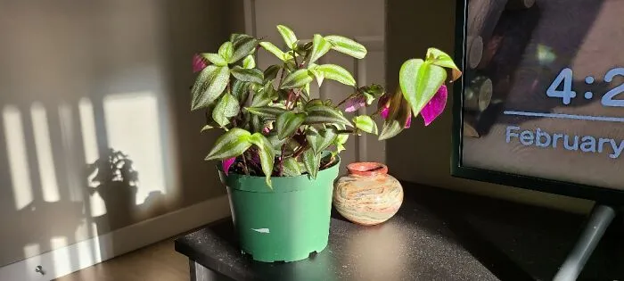 My Tradscantia Zebrina When She Was A Baby
