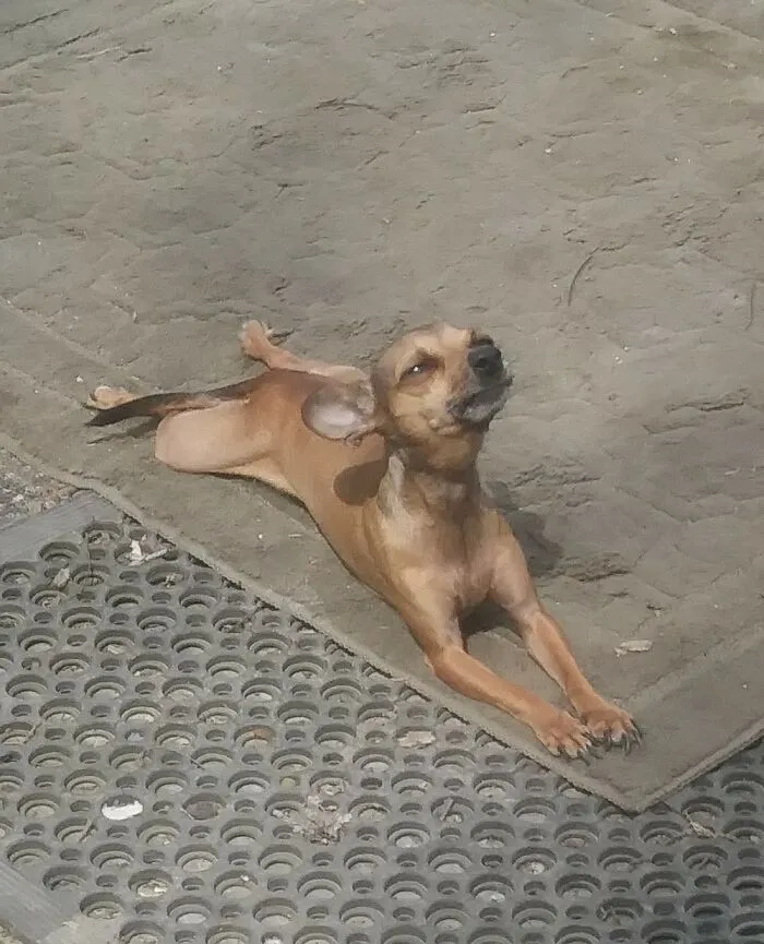 My Maggie Mae Stretching And Loving The Sun!