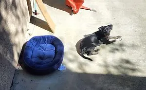 Hey Pandas, Post Your Pet Enjoying The Weather (Closed)