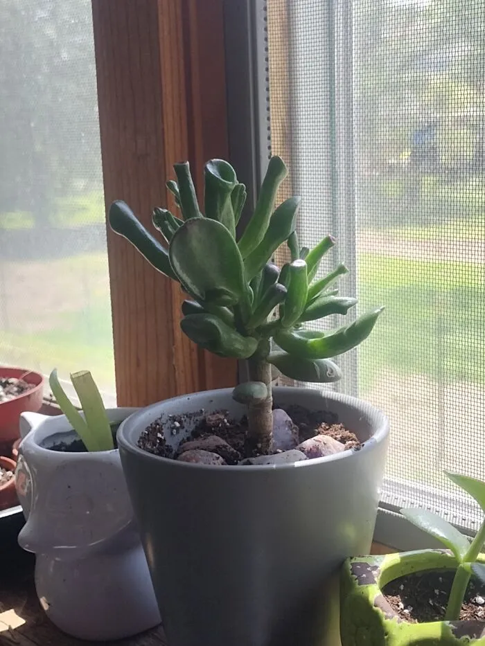 Gollum Jade