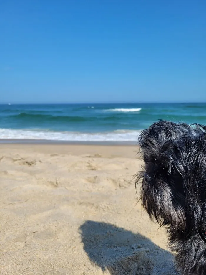 The Beach