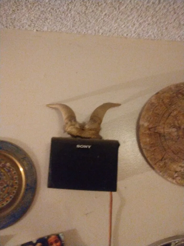 These Goat Horns Sorry Blurry Pic Im Short.