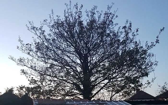The Tree Blossoming So Beautifully