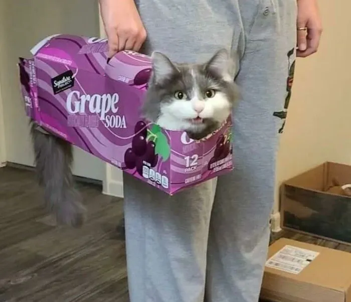 Not My Cat But A Very Successfully Executed Trap