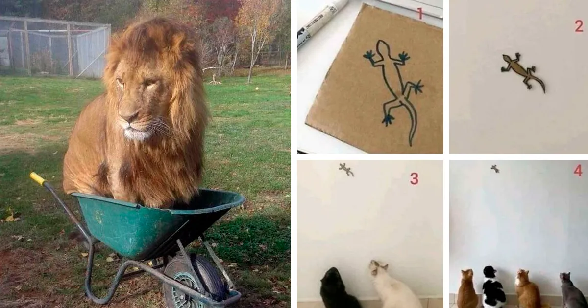 40 "Trampas" funcionales que pusieron los dueños de gatos para pillarlos