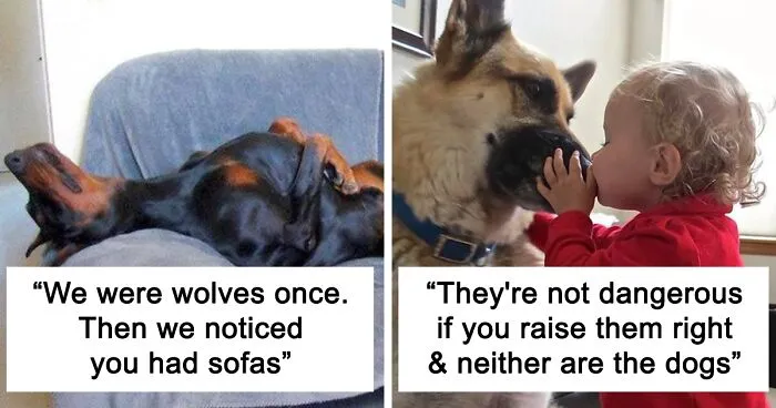 30 Tweets That Show Dogs Are Truly Man's Best Friends, Shared By This Twitter Account Dedicated To Cool Dog Facts