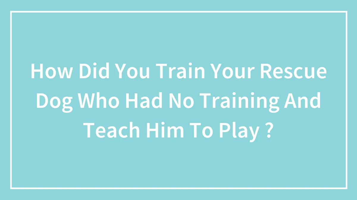 How Did You Train Your Rescue Dog Who Had No Training And Teach Him To Play ?