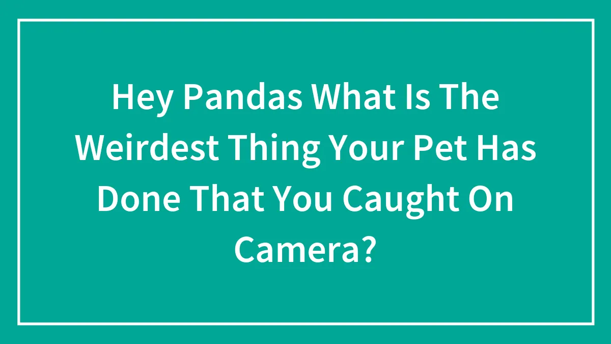 Hey Pandas What Is The Weirdest Thing Your Pet Has Done That You Caught On Camera?
